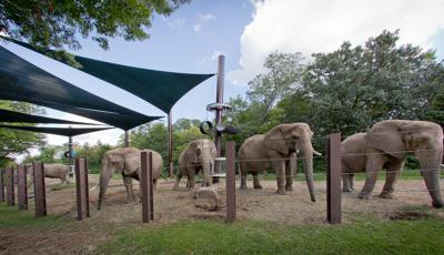 Elephants at the Kansas City Zoo. Kansas City, MO.