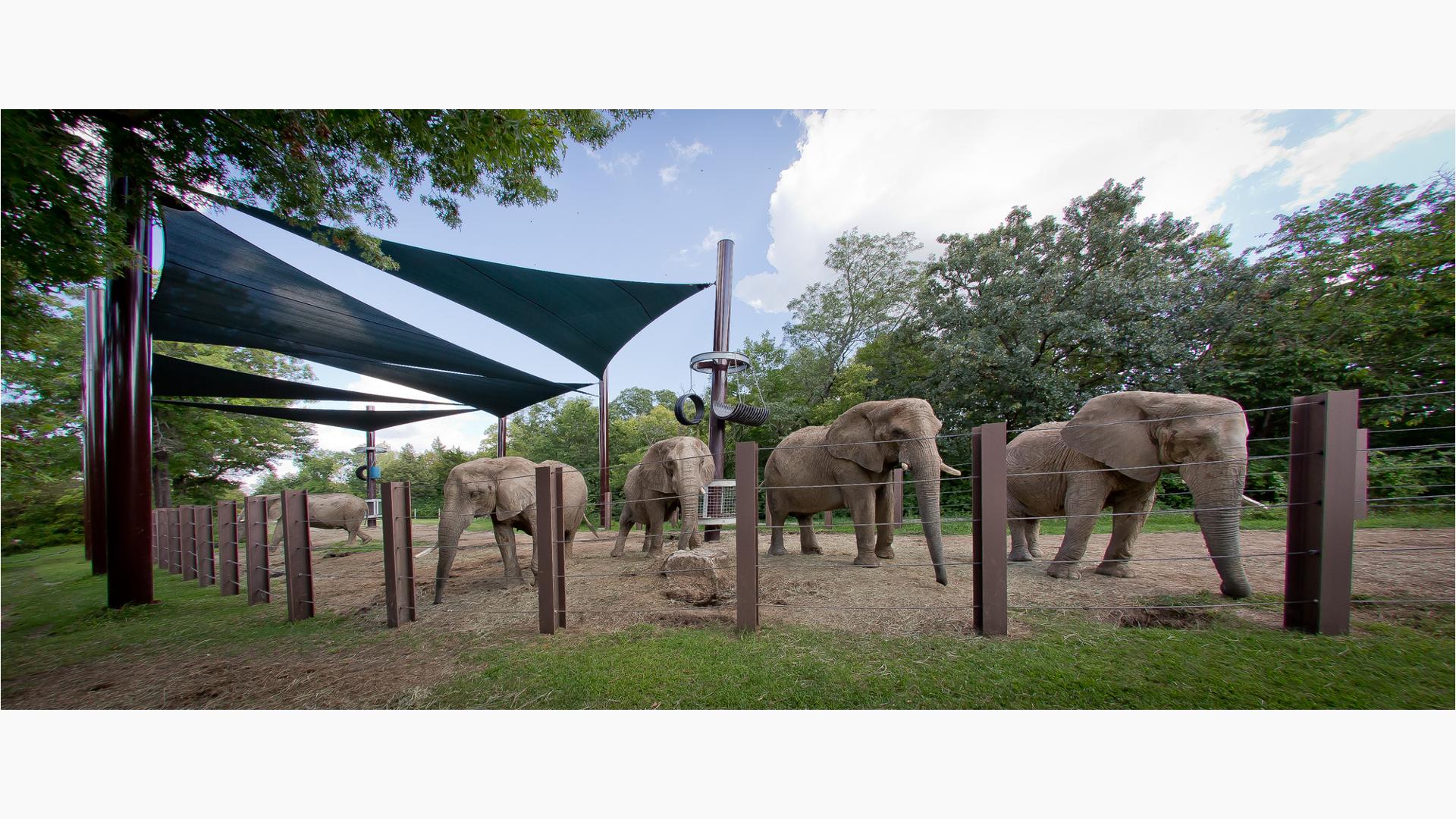 Elephants at the Kansas City Zoo. Kansas City, MO.