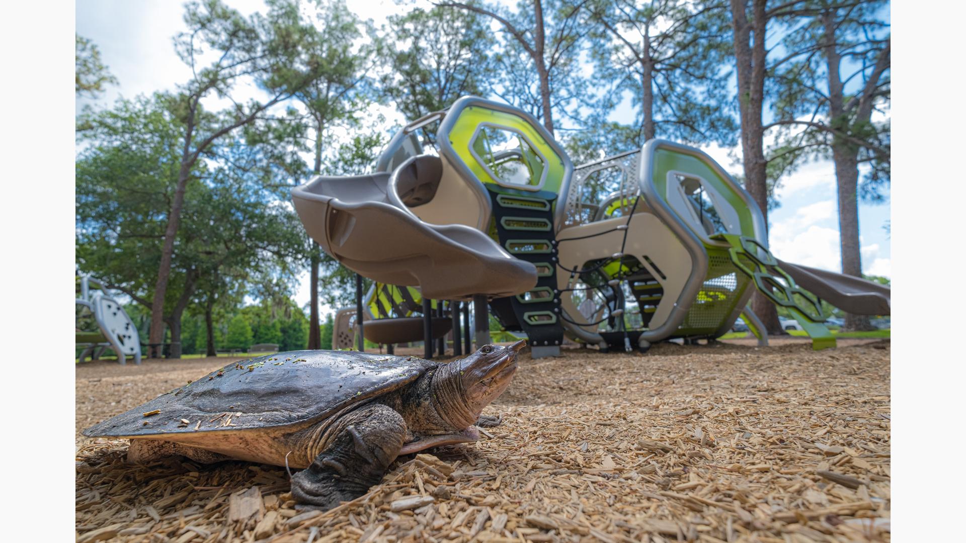 Turtle walking in front of 2-5 year Hedra playground at Highland Recreation complex in Largo, FL