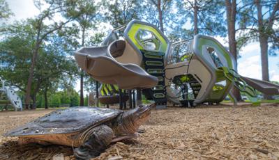 Turtle walking in front of 2-5 year Hedra playground at Highland Recreation complex in Largo, FL