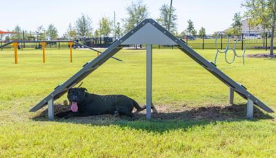 Dog Park Equipment, Northern Texas