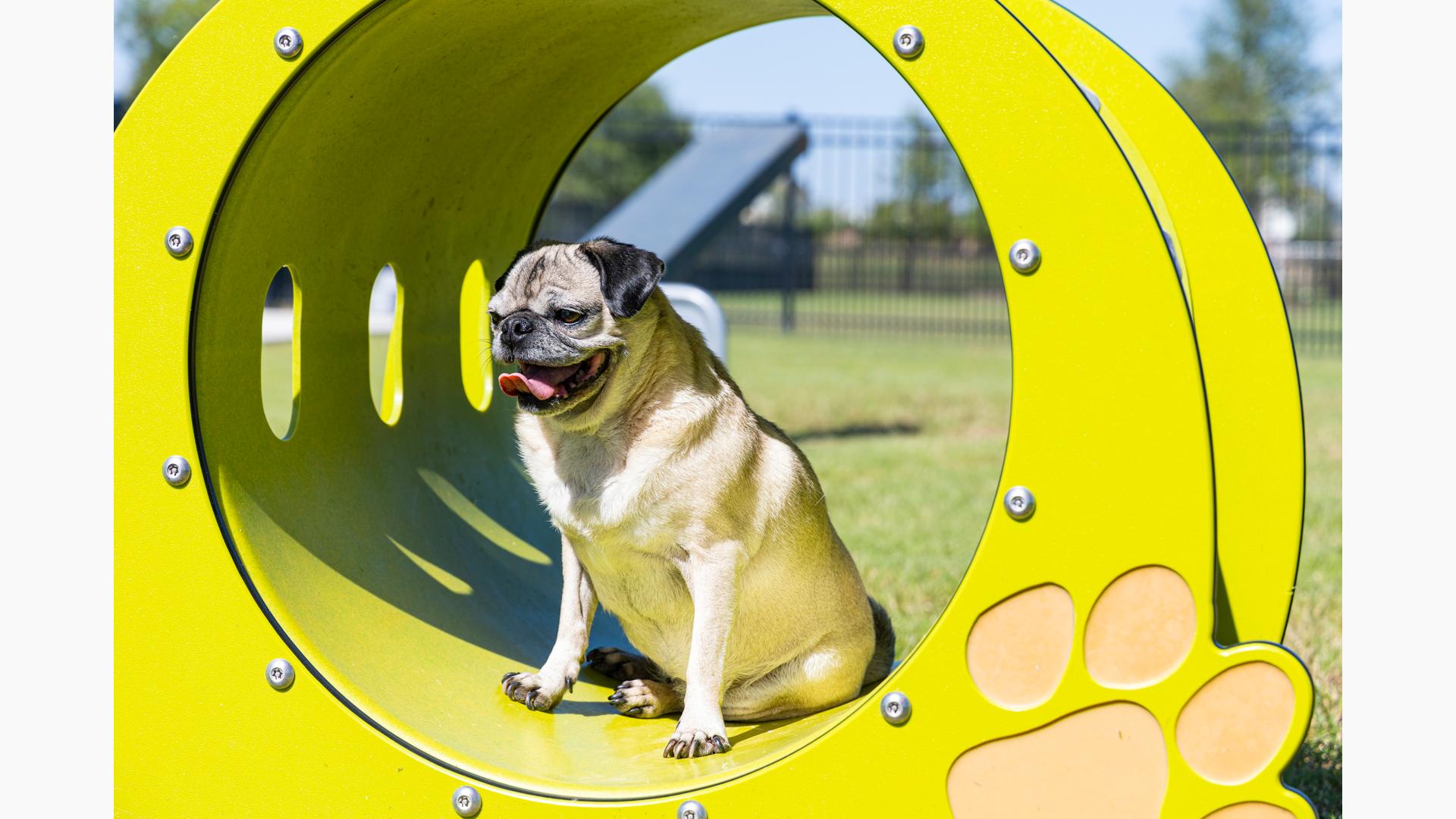 Elyson Commons at Bear Creek - Dog Park Play Equipment