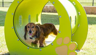 Elyson Commons at Bear Creek - Dog Park Play Equipment